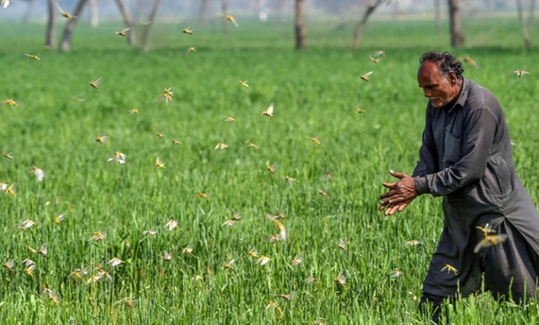 পঙ্গপাল বিক্রি করে আয় করছে পাকিস্তানের কৃষকরা!