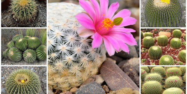 ক্যাকটাস কোথায় পাওয়া যায়