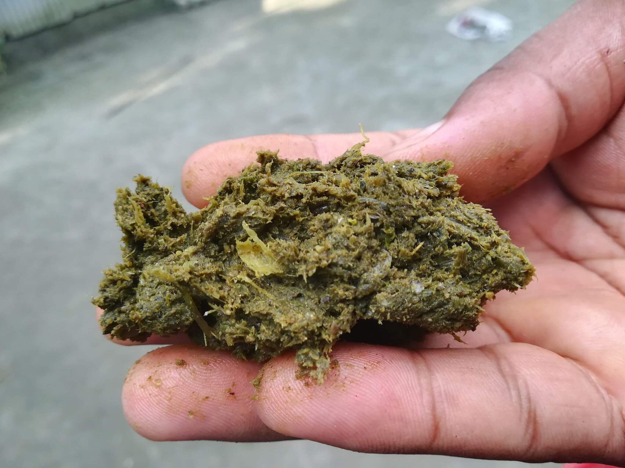 শিদল
